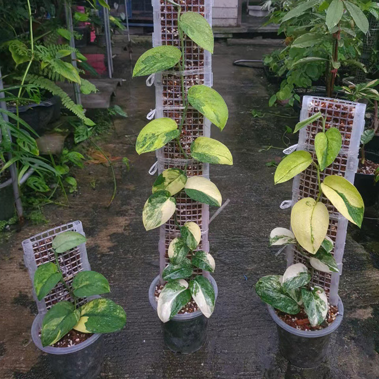 Plant Support Stake - Plastic Moss Pole for Plants Plants