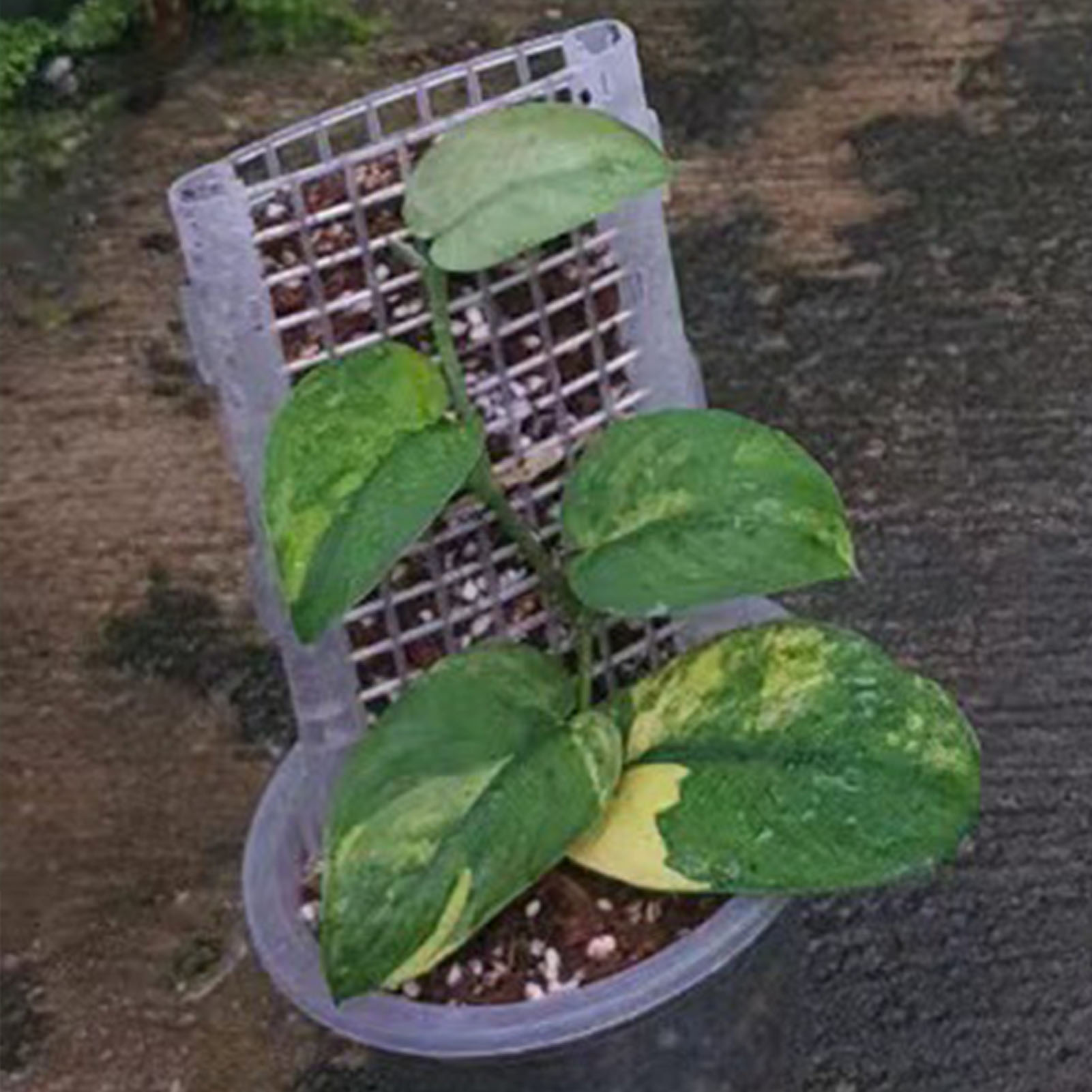 Plastic Moss Pole for Plants P - Plant Support Stake 评论和价格