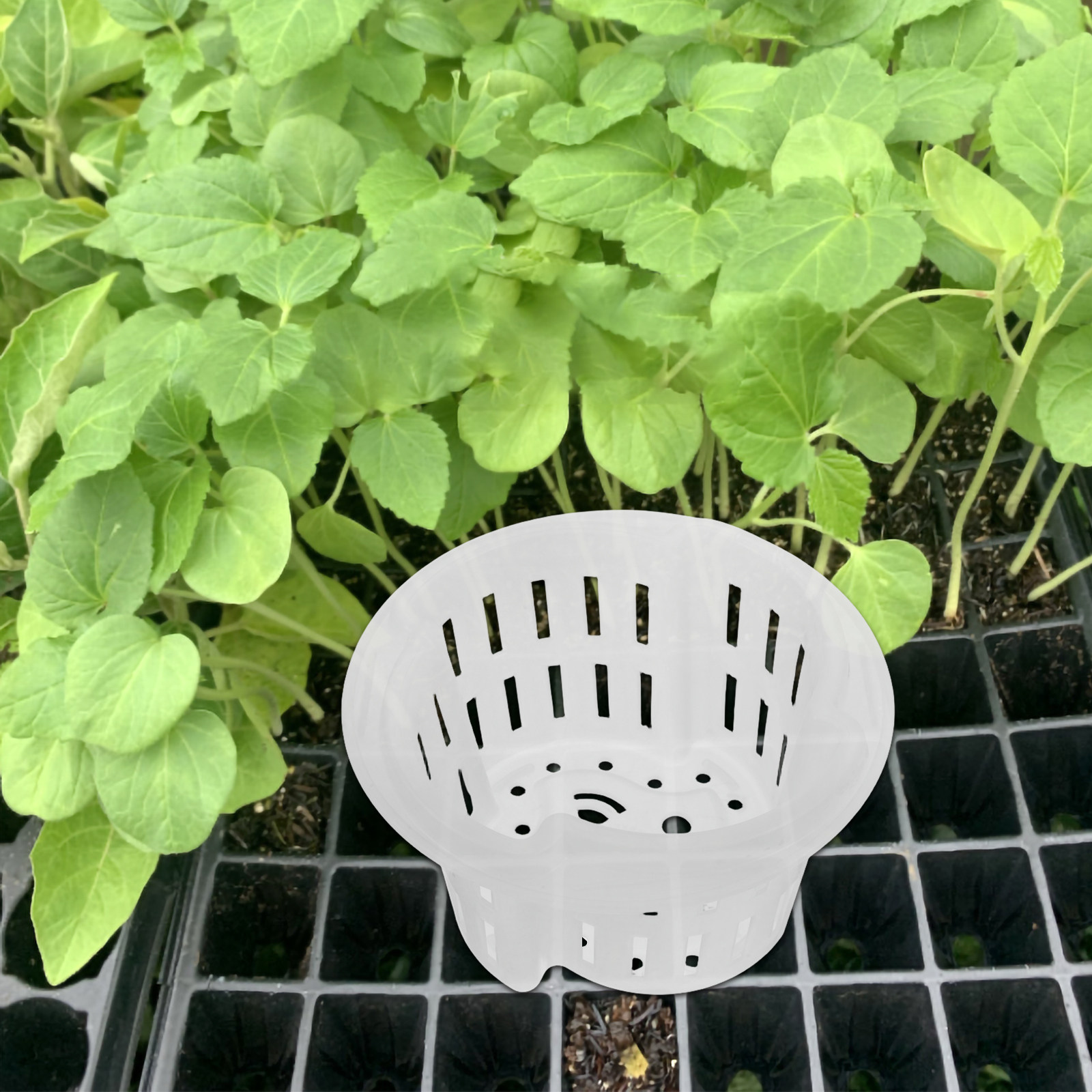 4Pcs Hydroponic Vegetable Cult - Indoor Plants 评论和价格