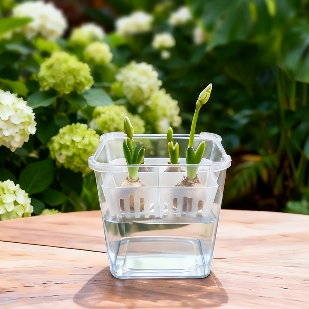 Hydroponic Vase For Tulip Lily - Indoor Plants 评论和价格