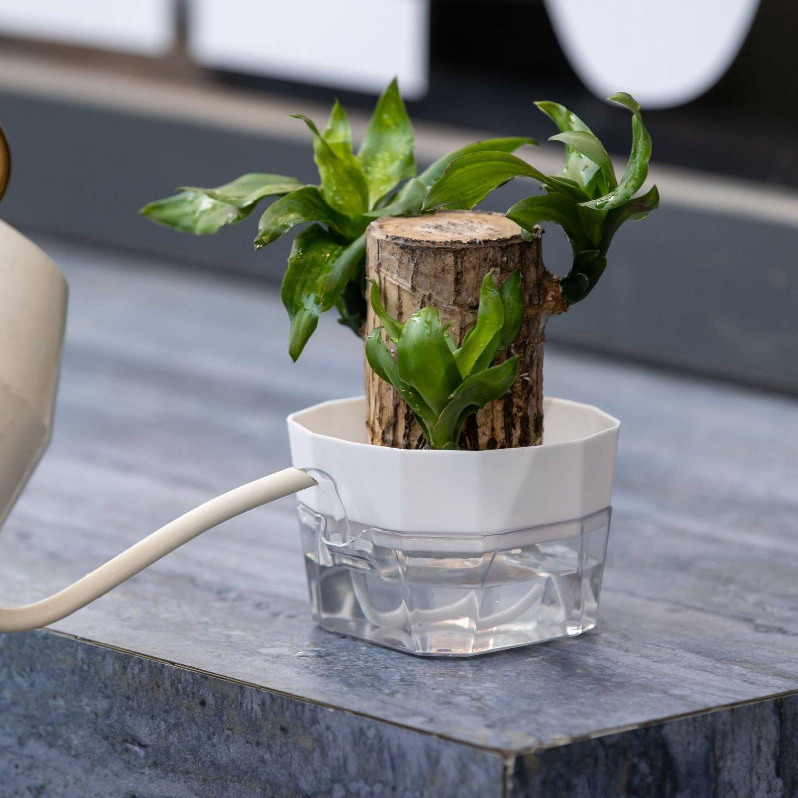Hydroponic Vase Two Layer Self - Indoor Plants 评论和价格