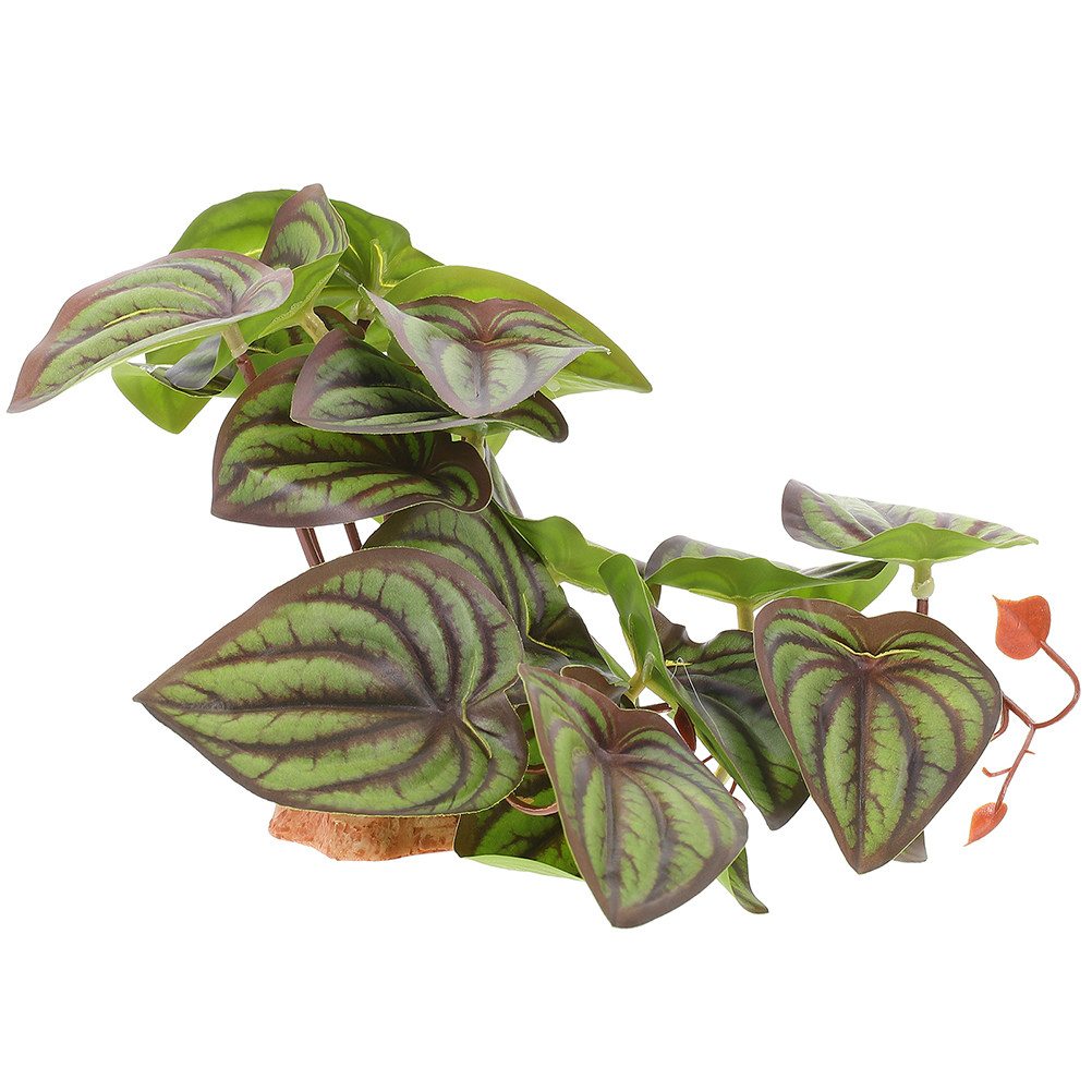 High Quality Simulation Terrar - Snake Plant 评论和价格