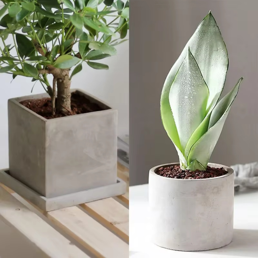 15cm Large Size Round Concrete - Succulent Set 评论和价格