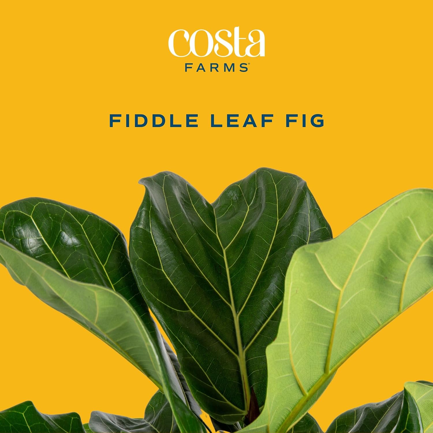 Fiddle Leaf Fig Tree, Live Hou - Fiddle Leaf Fig 评论和价格
