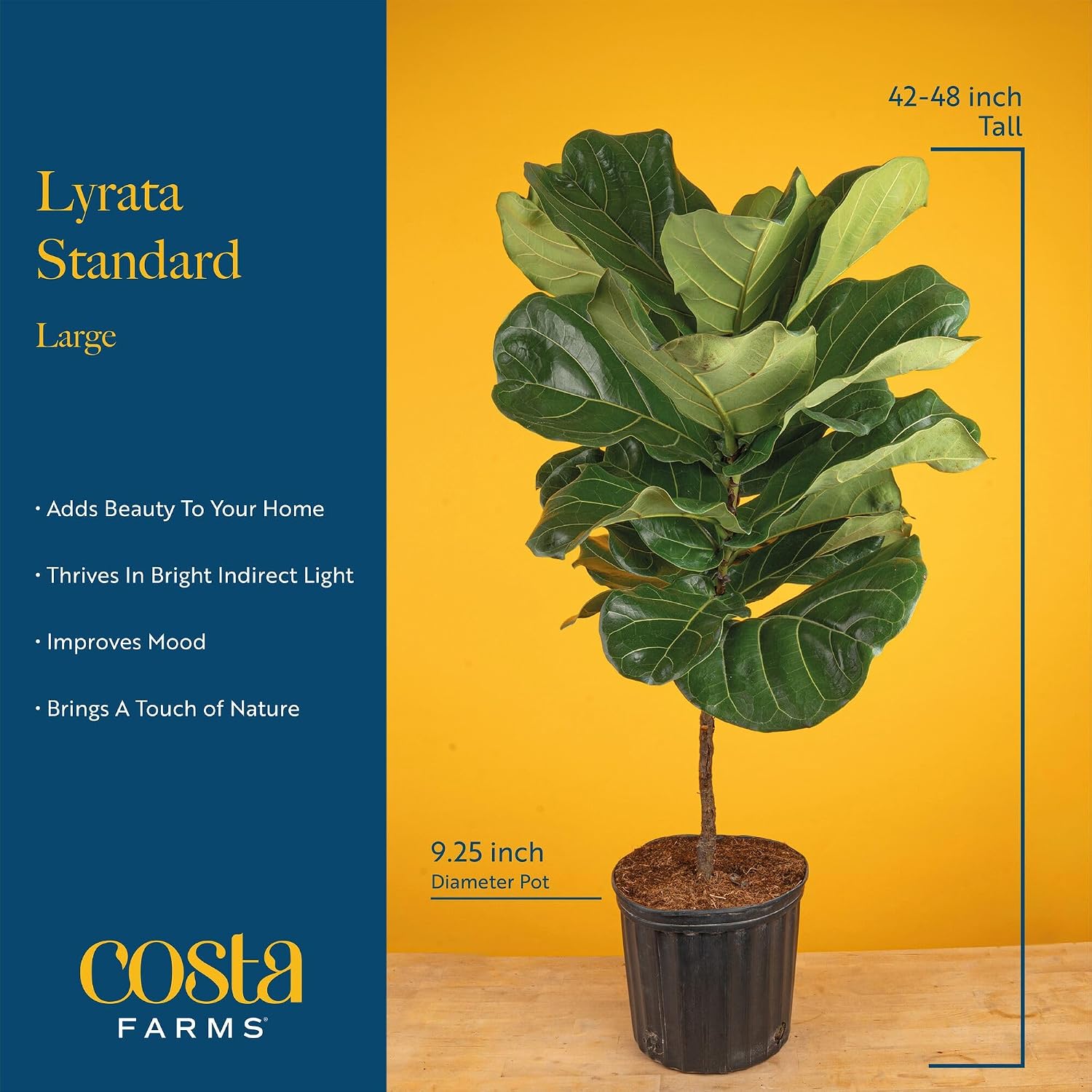 Fiddle Leaf Fig Tree, Live Hou - Fiddle Leaf Fig 评论和价格